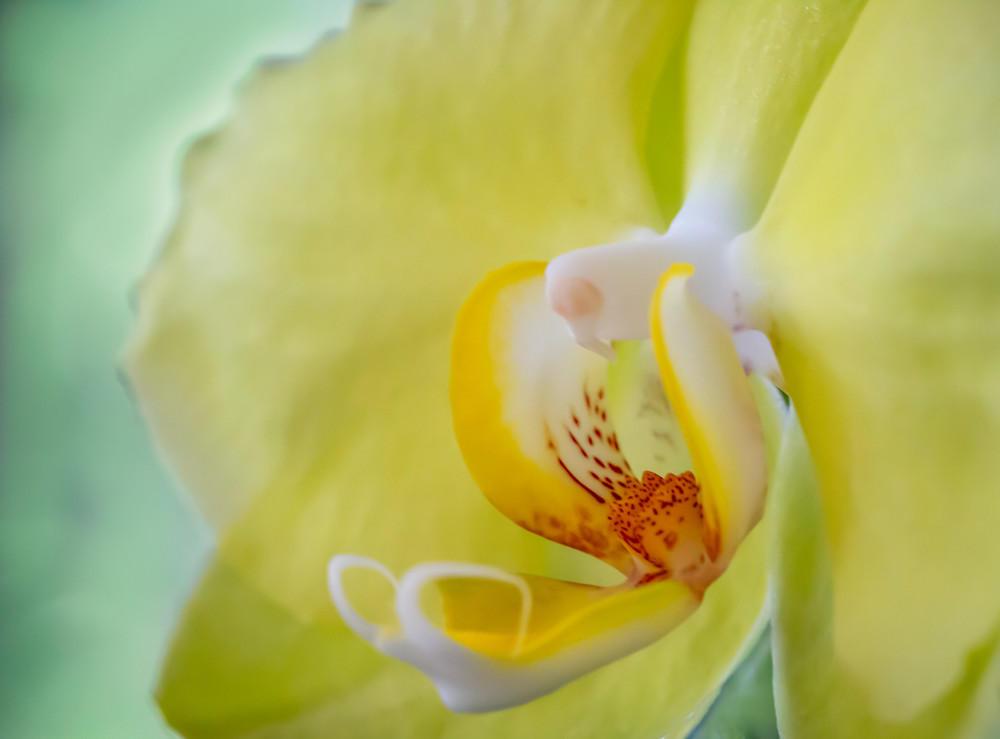 Yellow Is Beautiful Photography Art | Kelly Foreman Photography