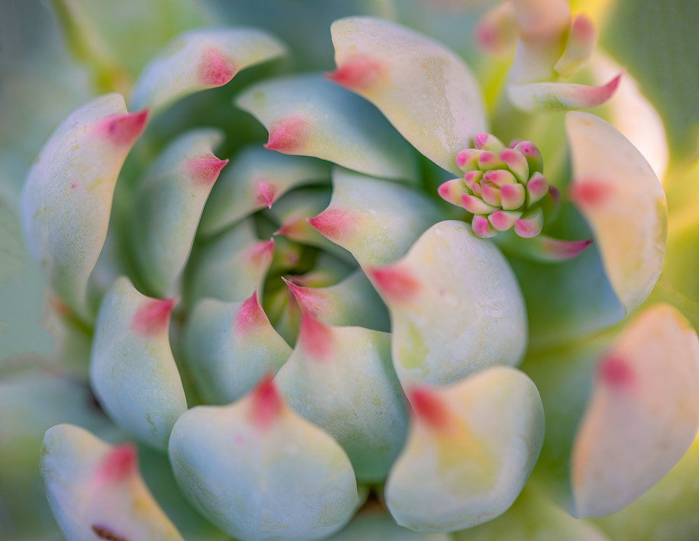 Succulent New Growth Photography Art | Kelly Foreman Photography