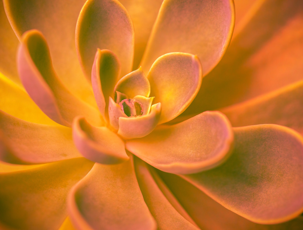 Succulent In Orange Photography Art | Kelly Foreman Photography