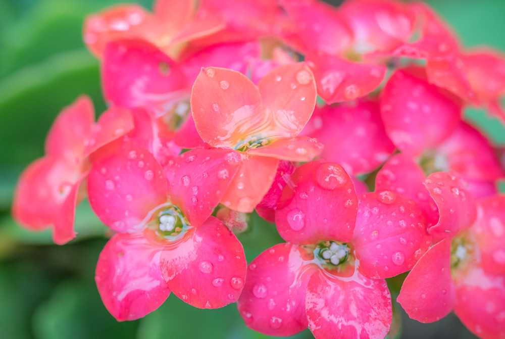 It's Raining Pink Photography Art | Kelly Foreman Photography