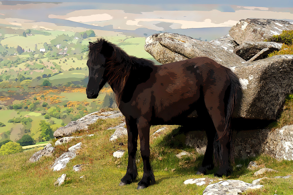 Dartmoor Pony Photography Art | Robert Harrison Fine Art