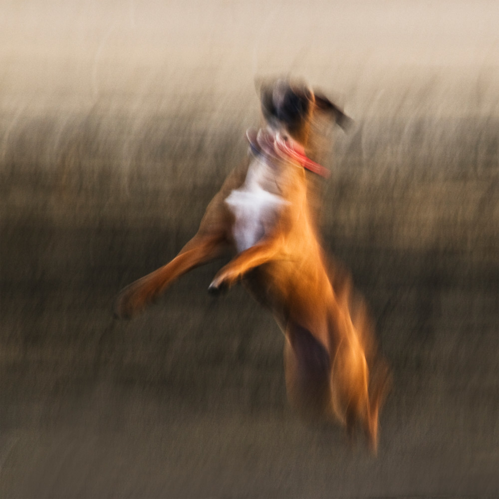 Dog Photography Art | Eva Polak Photography