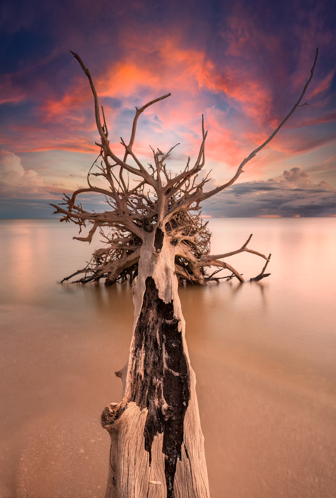 Roots To The Sky Photography Art | Gareth Rockliffe Landscape Photography