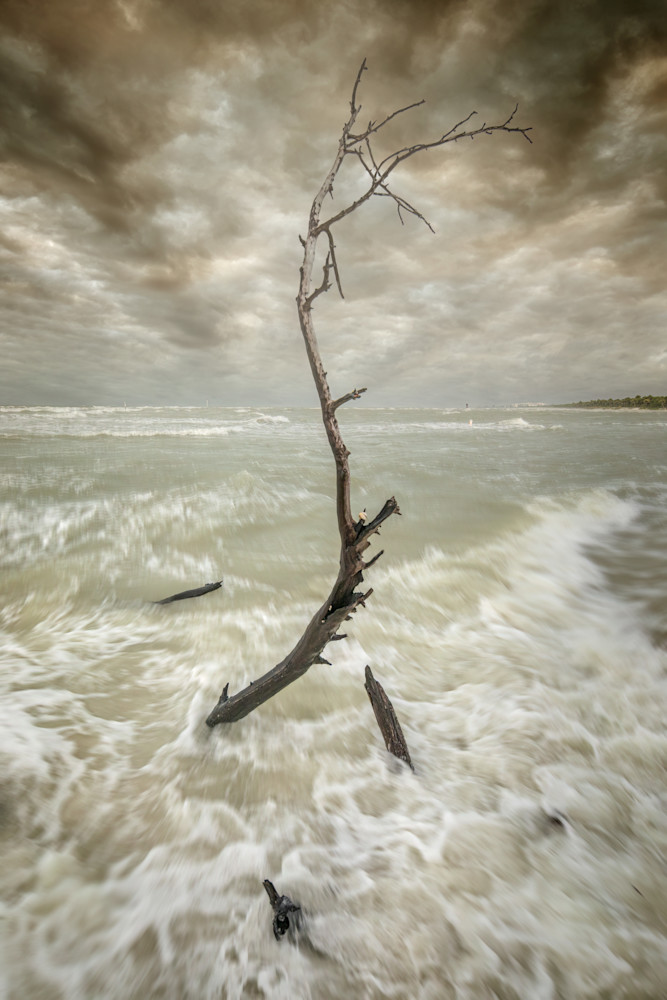 Standing Tall Photography Art | Gareth Rockliffe Landscape Photography