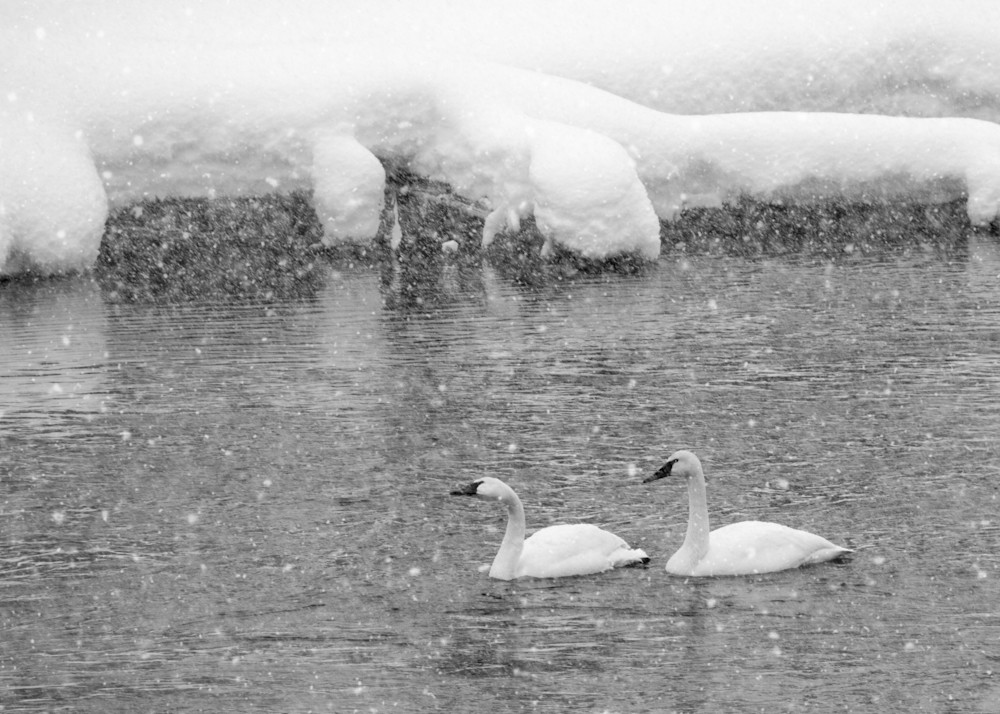 Snow Swans Photography Art | Julie Chapa Photography
