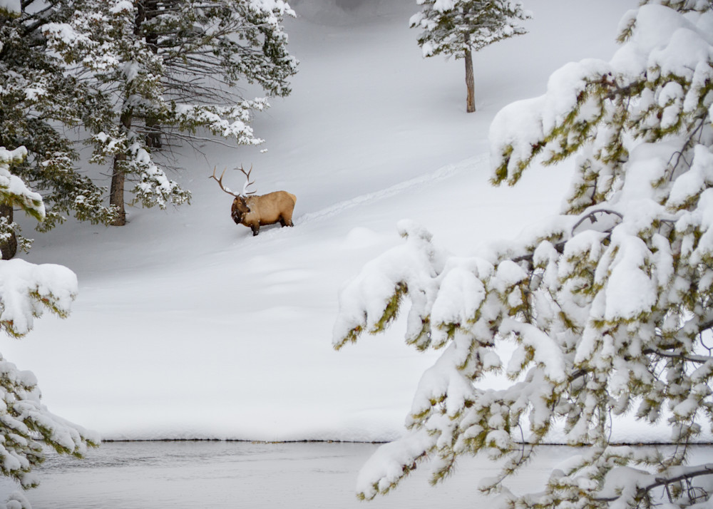 Elk Trail Photography Art | Julie Chapa Photography