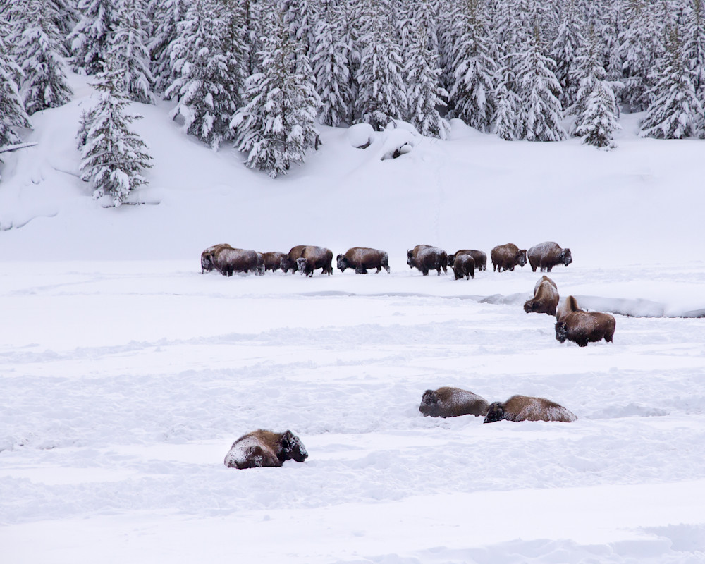 Yellowstone Bison Herd Photography Art | Julie Chapa Photography