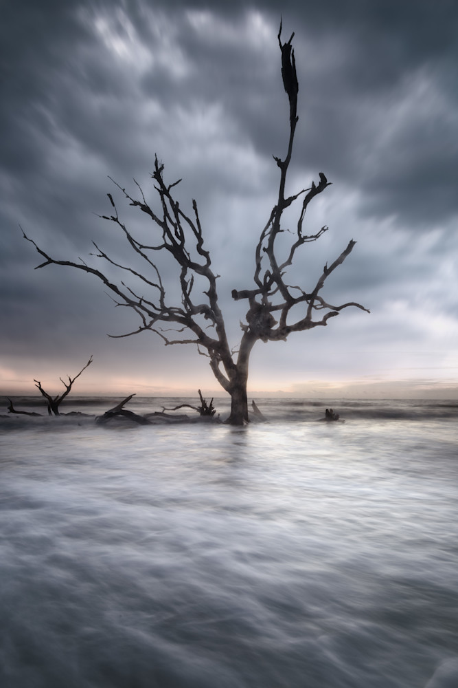 Blue Tree Photography Art | Gareth Rockliffe Landscape Photography
