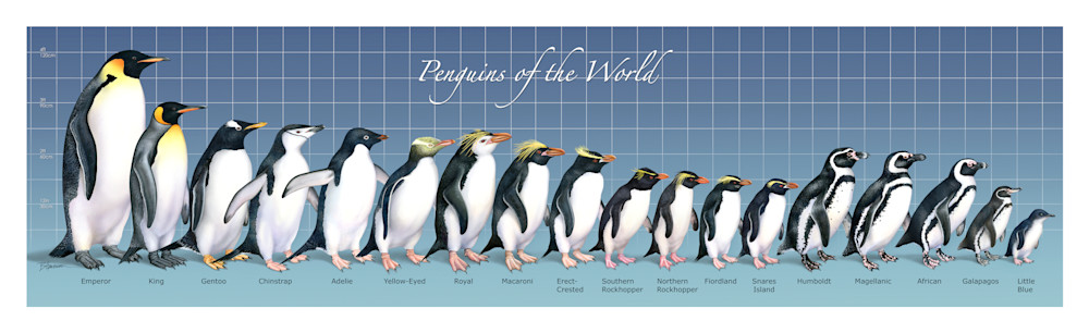 Penguins Of The World (With White Border) Art | B.Harmon Art, Illustration & Prints