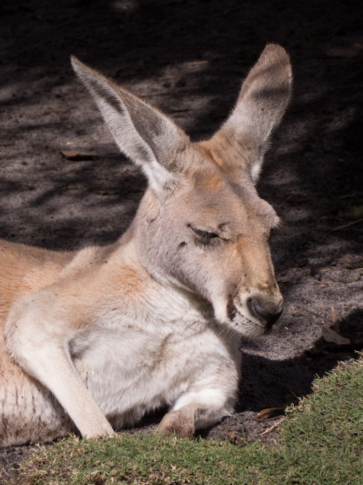 Sleeping Kangaroo  Photography Art | Nature is Fine Art