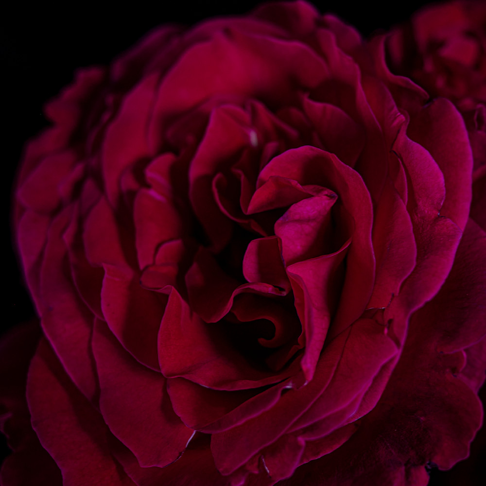 Deepest Red Rose