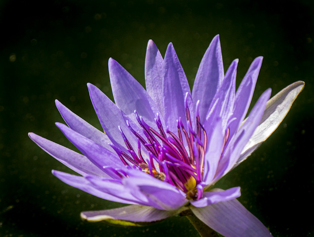 Water Lily Detail