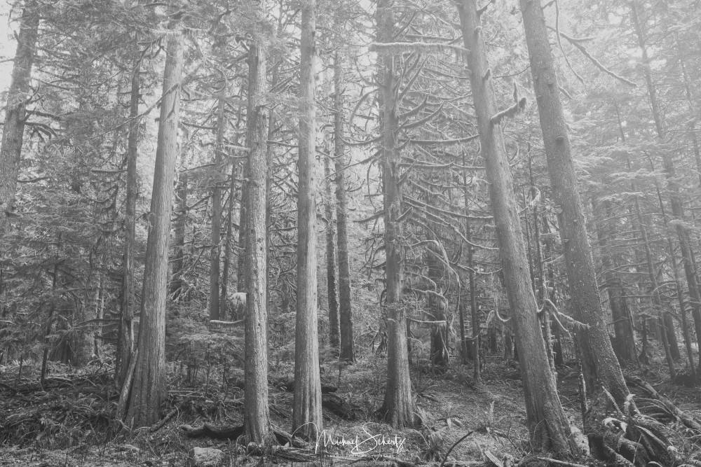 Misty Forest Photography Art | dynamicearthphotos
