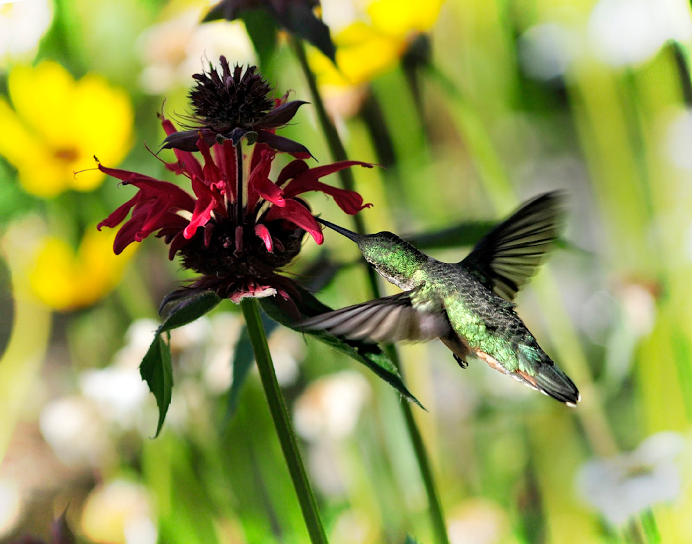 Hummingbird 04 Photography Art | Zsuzsanna Luciano