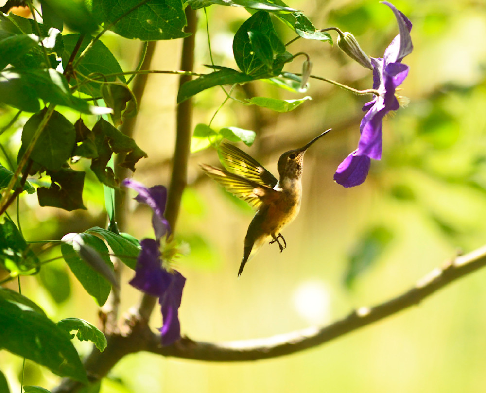 Hummingbird 01 Photography Art | Zsuzsanna Luciano