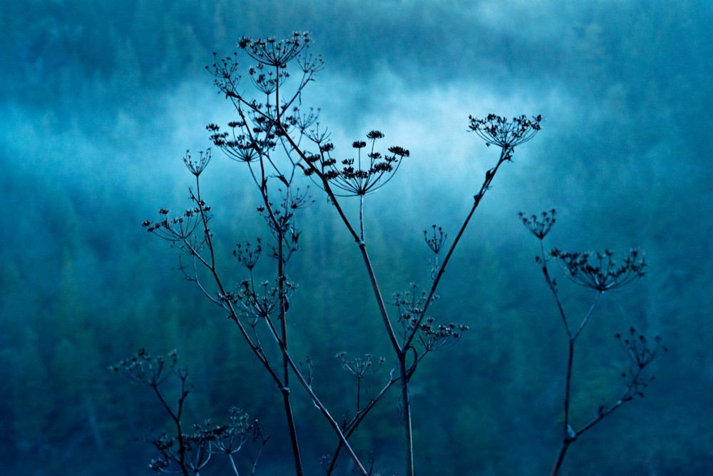 Queen Anne's Lace Photography Art | Jerry Downs