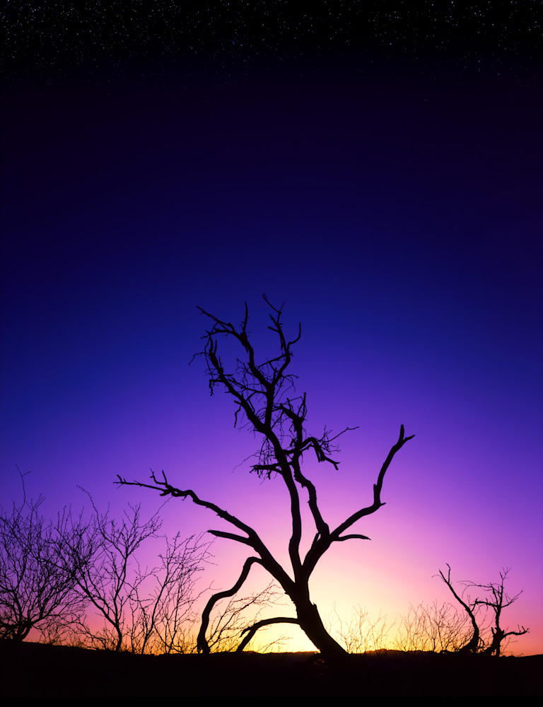 Mesquite Morning 2 photo print product