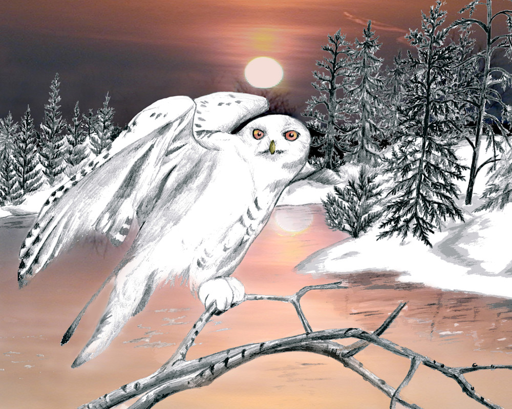 Snowy Owl Art | Judy's Art Co.