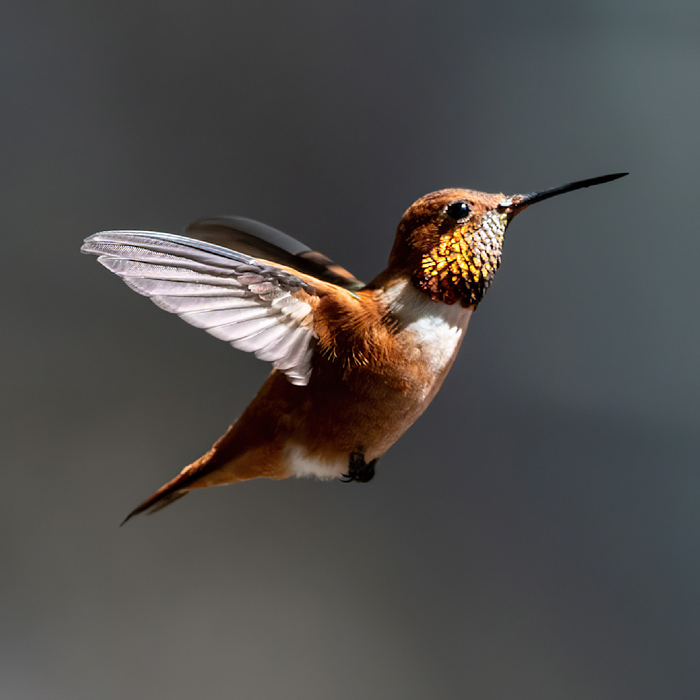 Rufous Hummingbird In Flight Photography Art | davehatton
