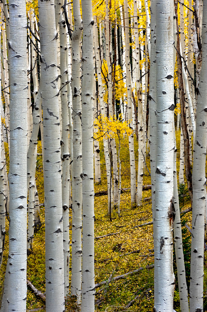 New And Old Life In The Forest Photography Art | Mountain West Photography
