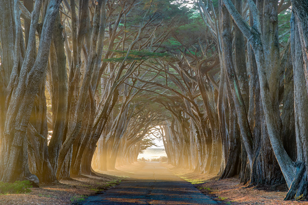 Cypress Tree Tunnel. Point Reyes National Recreation Area.