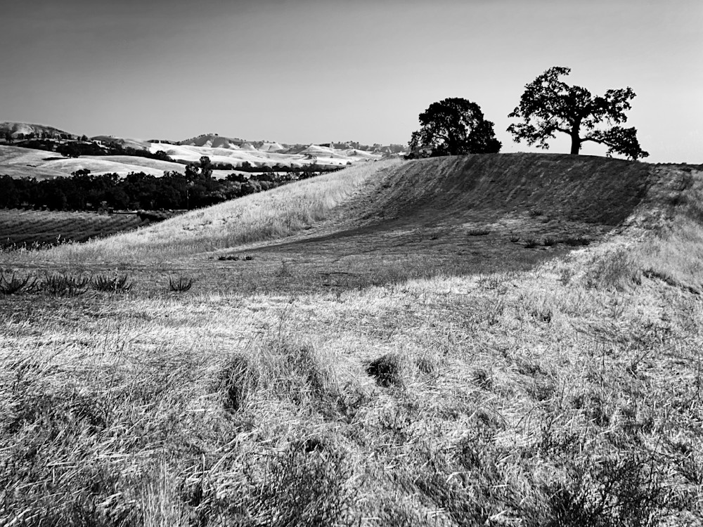 Two oaks rise atop a hillside at Taber Ranch Vineyards in Yolo County, California.