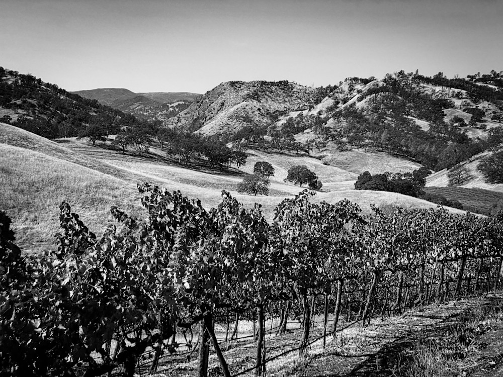 An iconic view of the California farm — the hills at Taber Ranch and Vineyards in Yolo County.