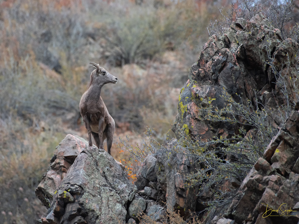 King Of The Hill Photography Art | Mountain West Photography