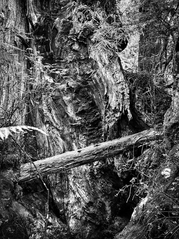 A fallen tree lies at the foot of a giant redwood trunk in a cycle of growth and decay.