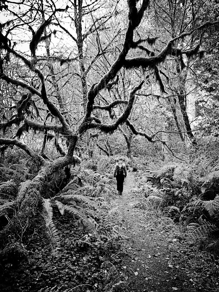 A hiker passes beneath moss-hung branches in the Prairie Creek Redwoods State Park, Humboldt County.