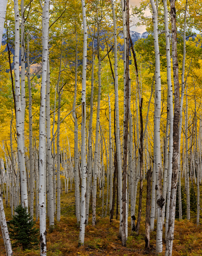 Blustery Fall Day Photography Art | Mountain West Photography