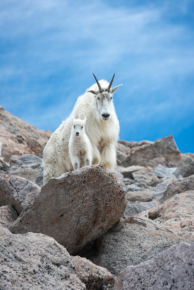 Mountain Goats Of Mount Evans 2 Photography Art | Mountain West Photography