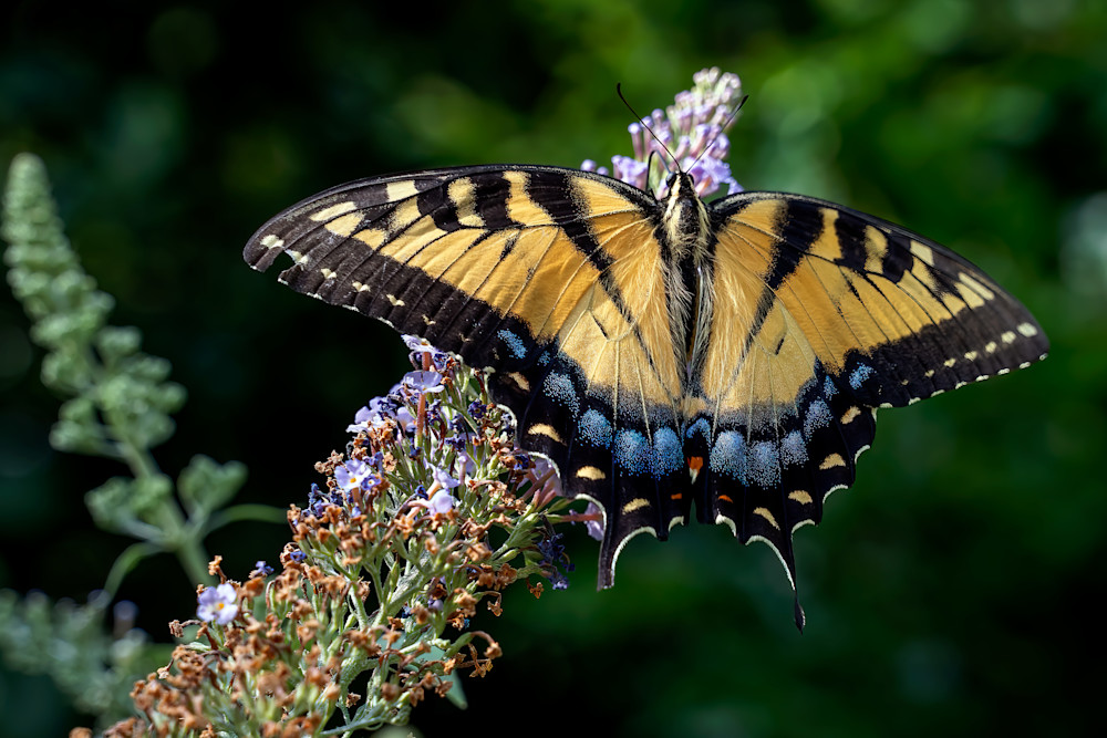 Eastern Swallowtail Photography Art | Playful Gallery by Rob Harrison