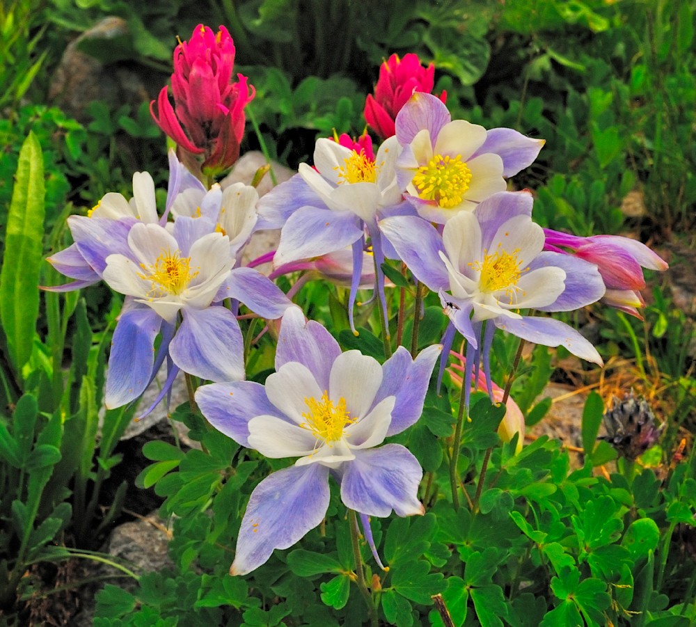 Columbine And Paintbrush Photography Art Mountain West Photography