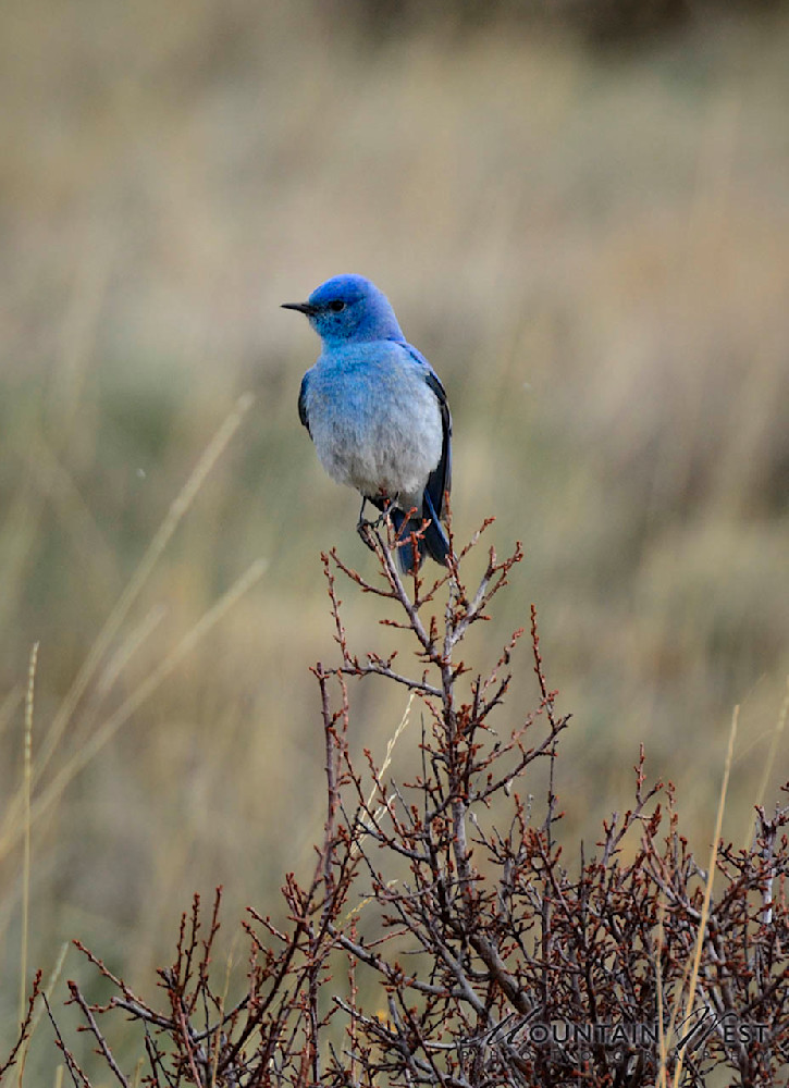 Blue Bird Meadow Photography Art | Mountain West Photography