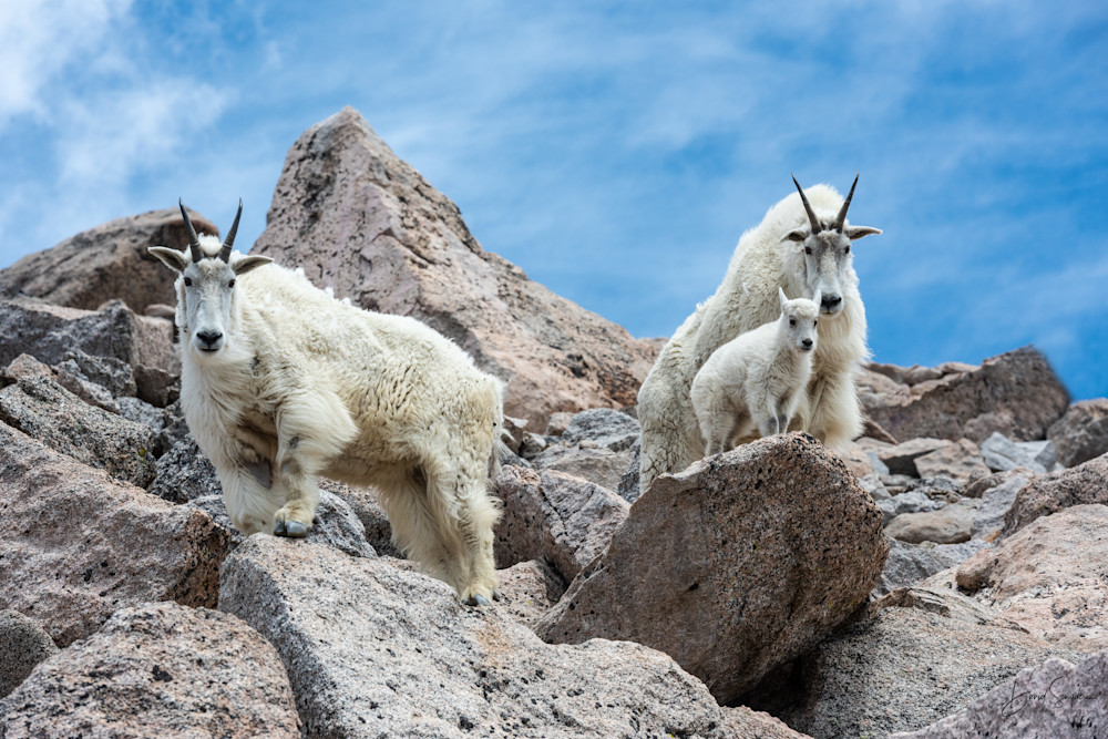 Mountain Goats Of Mount Evans 5 Photography Art | Mountain West Photography