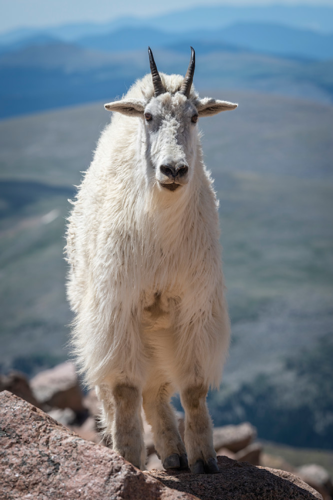 Mountain Goats Of Mount Evans 1 Photography Art | Mountain West Photography