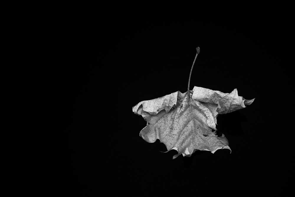 Leaf On Blackwater Photography Art | Kevin Morris Photography USA