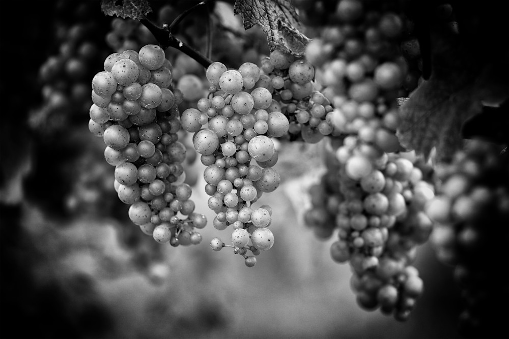 Grapes On The Vine Photography Art | Kevin Morris Photography USA