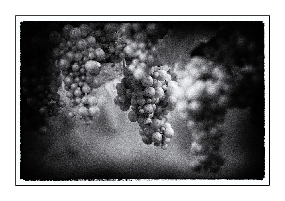 Grapes Noir Photography Art | Kevin Morris Photography USA
