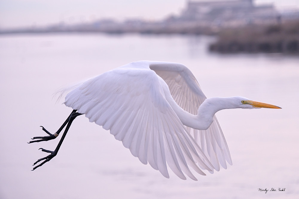 Egret In Flight Photography Art | Mindy Fine Art Photography