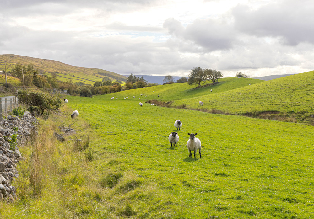 Grazing Sheep, Ireland | Landscape Photography | Tim Truby