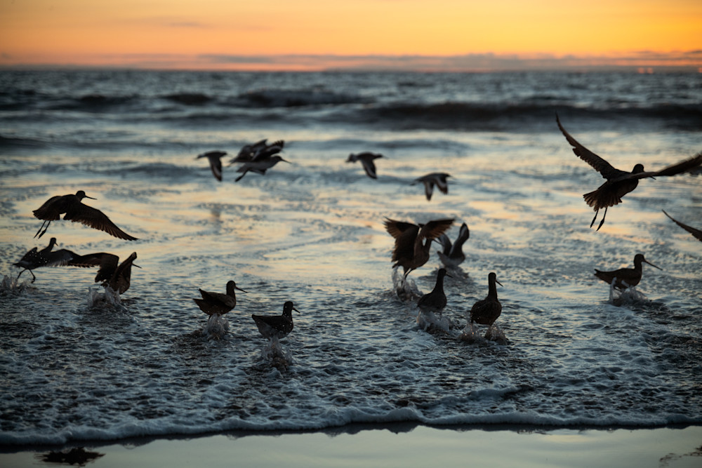 Birds Scattering At Ocean's Edge Photography Art | keirowanyoungphotography