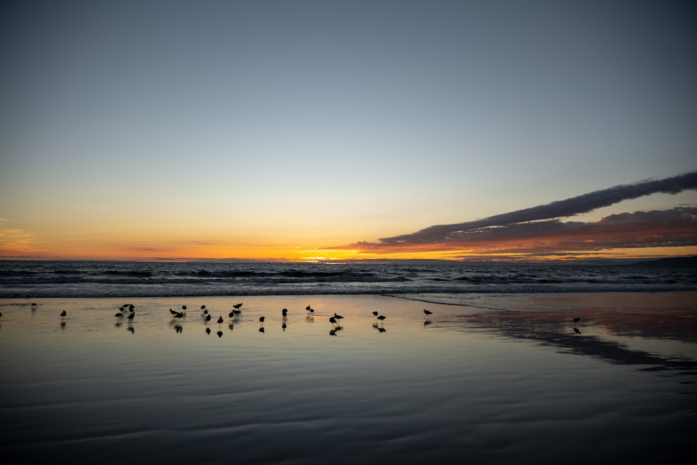 Still Birds At Low Tide Photography Art | keirowanyoungphotography