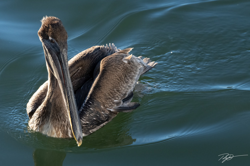 Pelican Swimming
