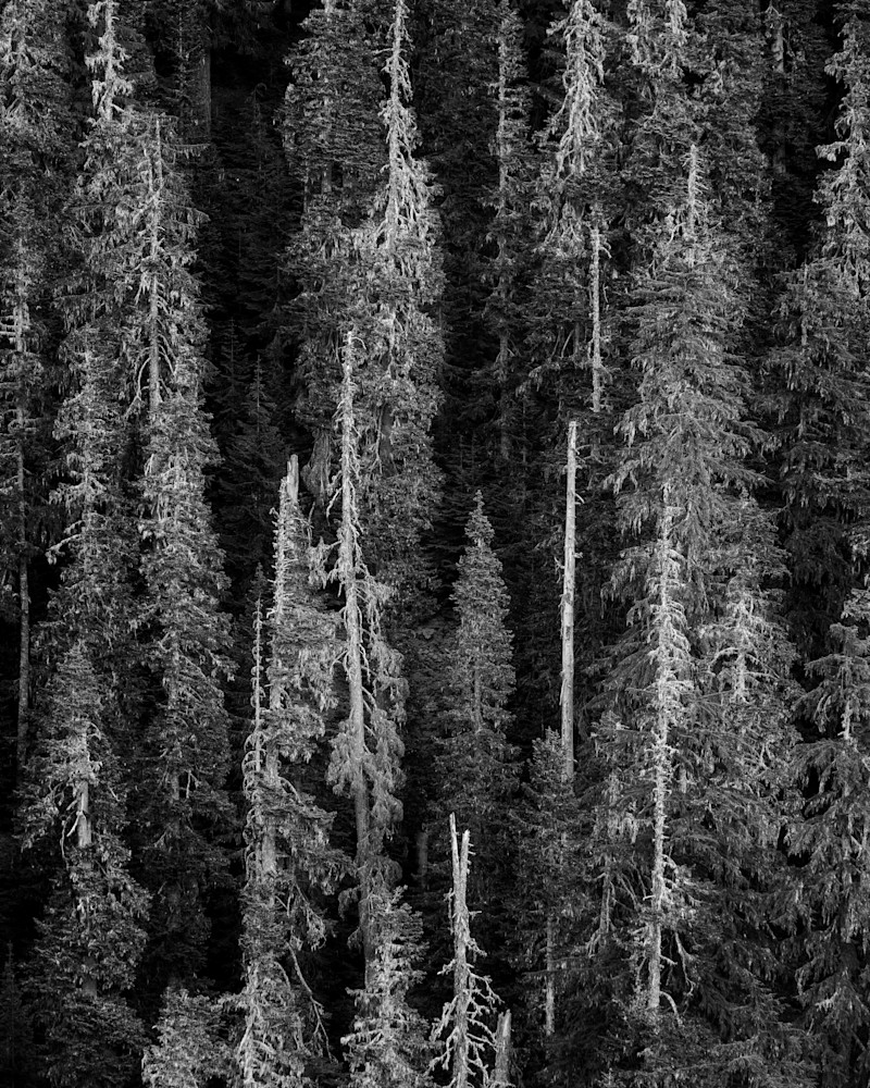 Forest, Elk Pass, Skamania County, Washington, 2022