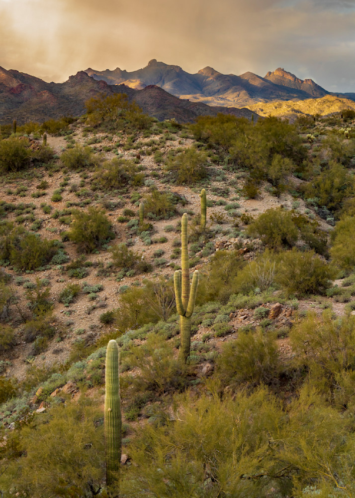 Arizona Photography wall art print | Rainy Desert Sunset | Thomas Watkins Fine Art