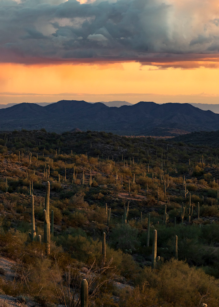 Arizona Photography wall art print | Saguaro Forest Sunset | Thomas Watkins Fine Art