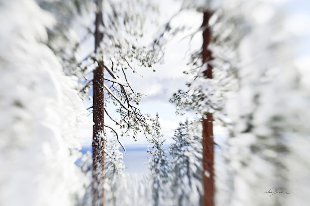 Abstract Lakeview Through Pines Photography Art | Niobe Burden Fine Art Photography
