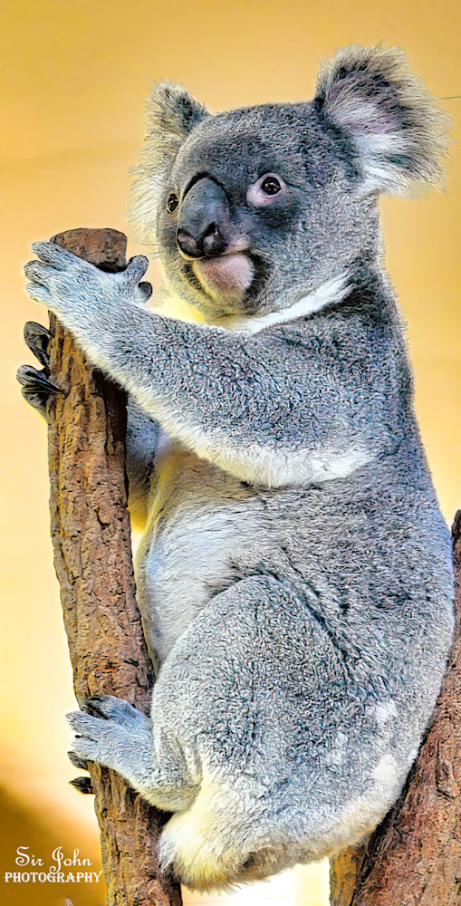 Photo image of a Koala Bear from Australia